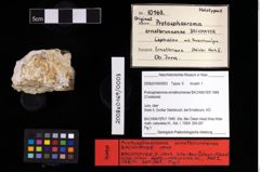 NHMW-GEO-2008z0169-0003_Ol_02.tifProtosphaeroma ernstbrunnense (Bachmayer, 1949)  (NHMW-GEO-2008z0169-0003)